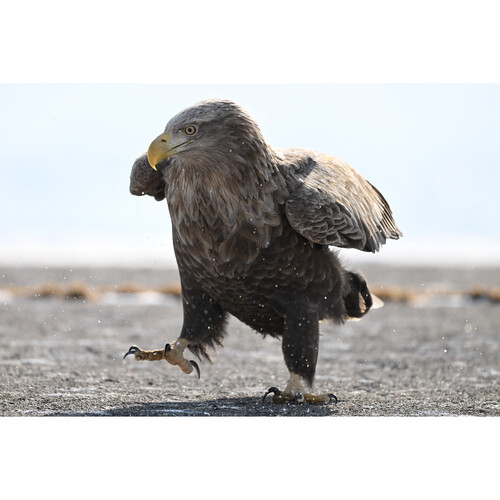 Nikon Z 180-600mm f/5.6-6.3 VR - 8